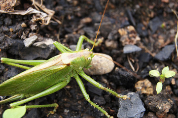 grasshopper on the ground