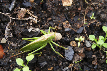 grasshopper on the ground