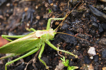grasshopper on the ground