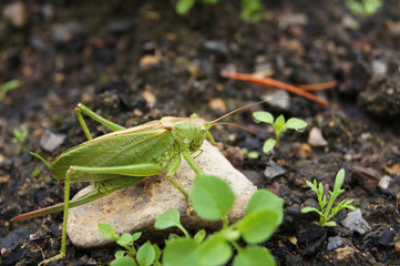 grasshopper on the ground