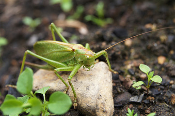 grasshopper on the ground