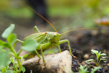 grasshopper on the ground