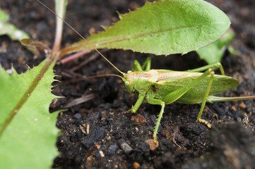 grasshopper on the ground