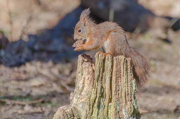 Obraz premium écureuil roux