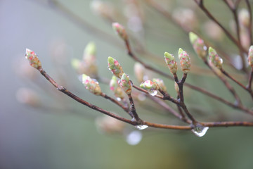 ドウダンツツジの芽吹き
