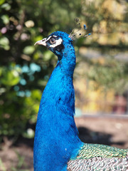 Obraz premium peacock in a zoo