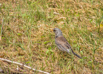 Thrush in the forest