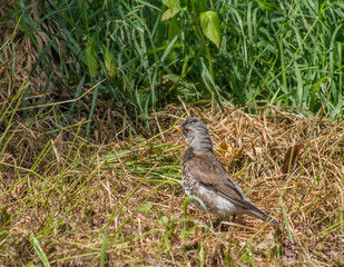 Thrush in the forest