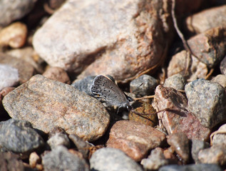 copper-butterfly