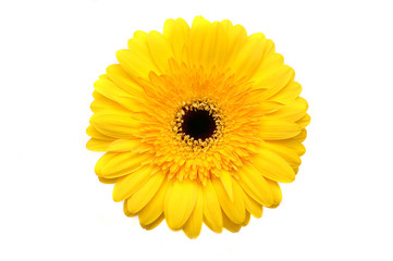 Yellow gerber daisy isolated on white