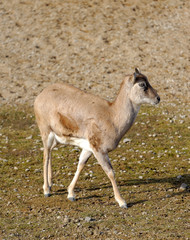 Fototapeta premium Armenian mouflon