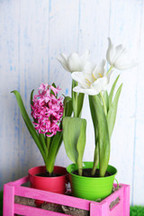 Fototapeta na wymiar Beautiful tulips and hyacinth flower