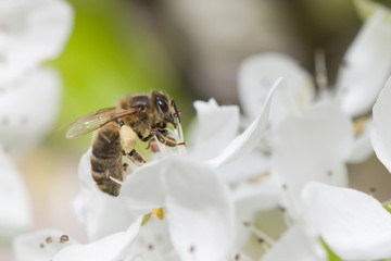 close view of bee pollinating a flower