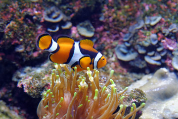 Fototapeta na wymiar Orange clownfish