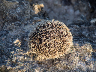 Tripneustes gratilla, Pfaffenhut-Seeigel