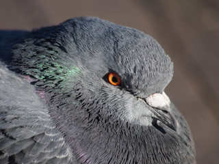 portrait of pigeon