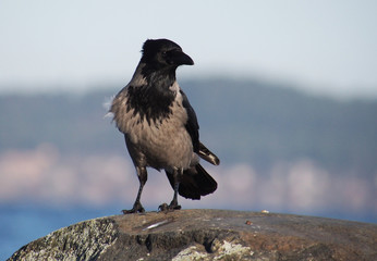 portrait of crows