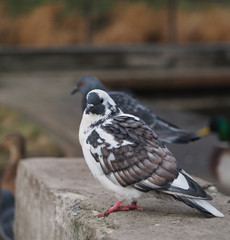 portrait of pigeon