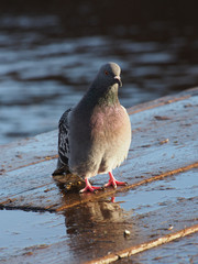 portrait of pigeon