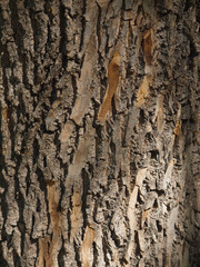 Obraz premium tree bark. background