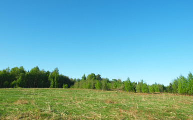 Obraz premium clearing in the woods