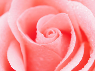 Detail of rose close
