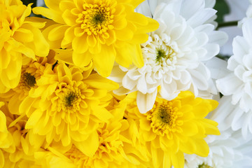 Beautiful chrysanthemum flowers close-up background