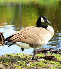 Canadian Geese Goose