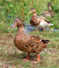 Wild Ducks Mallard Duck