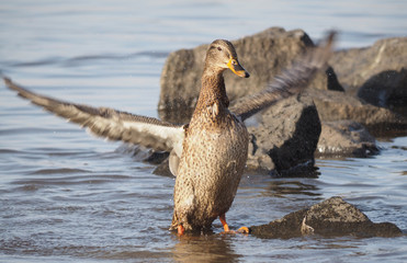 duck on the lake