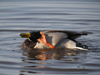 duck on the lake