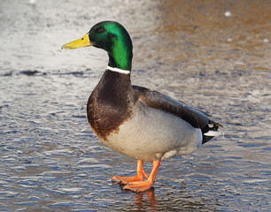 duck on the lake