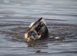 Obraz premium duck swims in the lake
