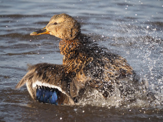 duck swims in the lake
