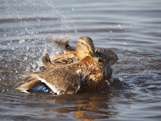 duck swims in the lake