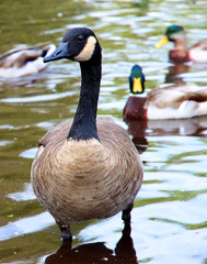 Obraz premium Canadian goose detailed