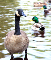 Canadian goose detailed