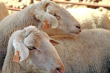 Sheep and lambs flock ,cattle show in Teruel,Mora de Rubielos,Sp