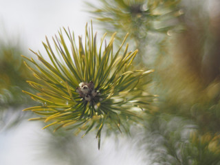 sprig of pine in the forest