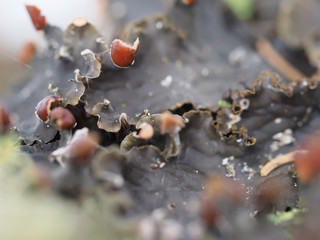 mosses and lichens on tree