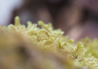 mosses and lichens on tree