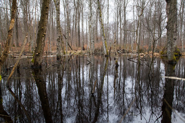 Fallen Trees in Swamp