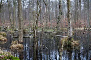 Fallen Trees in Swamp