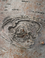 bark. background