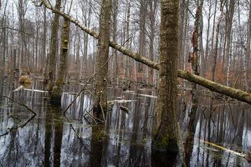 Fallen Trees in Swamp