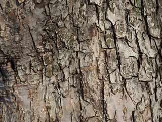 bark. background