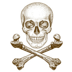 engraving skull and crossbones on white background