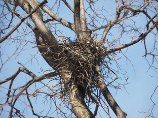 crow's nest in a tree