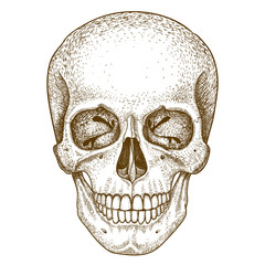 engraving skull on white background