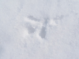 bird tracks